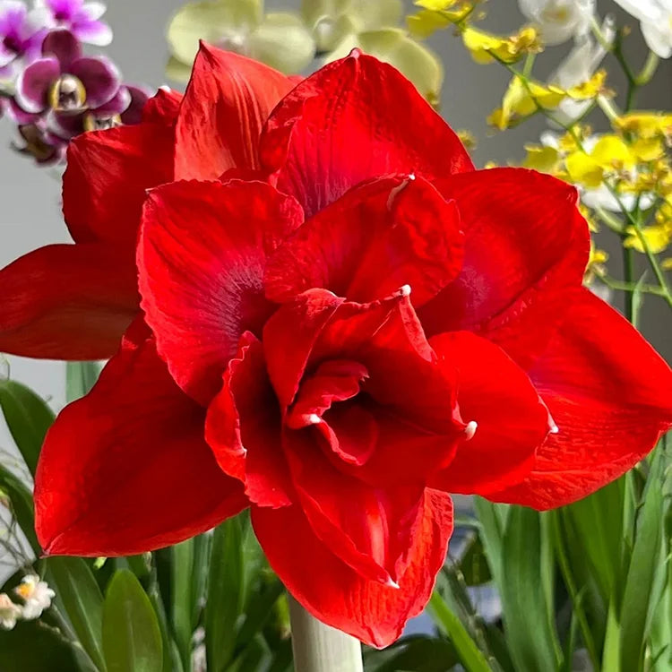 Knight Star Amaryllis Flower Seeds